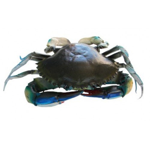 10"CRAB LIFELIKE  Cajun Swamp Creole Party Gift  Florida Louisiana